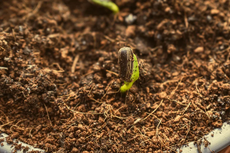 A seedling sprouting from dark soil